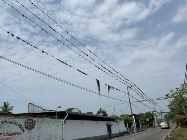 Image of a power line in Veracruz covered in various types of moss