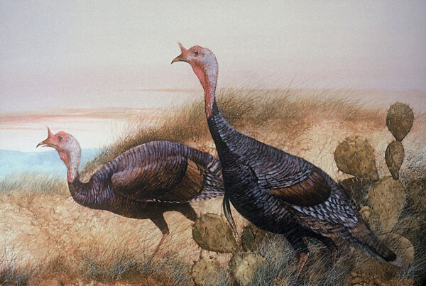 Watercolor of two wild turkeys in a field