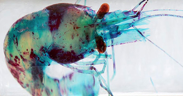 Detail image of a shrimp
