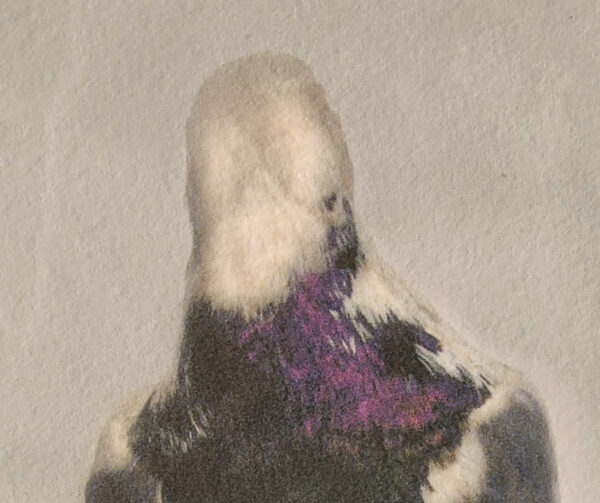 Detail of a pigeon head