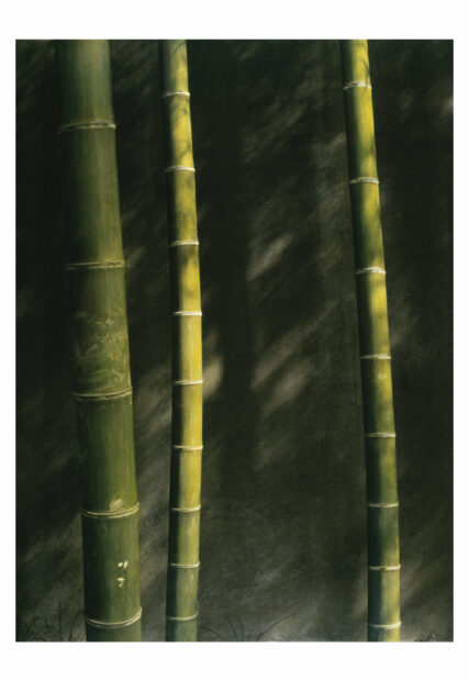 A photograph of green bamboo rods.
