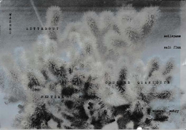 A photographic work by Kevin Corcoran featuring a cactus with black text scattered across the image.