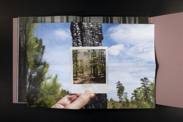 A polaroid over the image of a tree