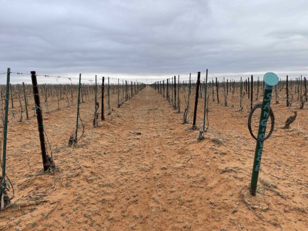 Photo of a vineyard field
