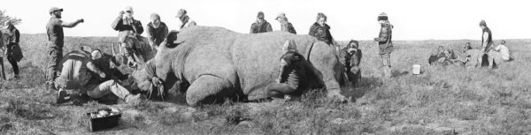 A 15 foot long drawing by Woodrow Blagg of a group of TCU veterinarian students caring for a rhinoceros. 