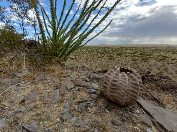 Clay cactus sculpture in the desert