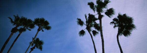 A photograph of shadowy palm trees in front of a deep blue sky.