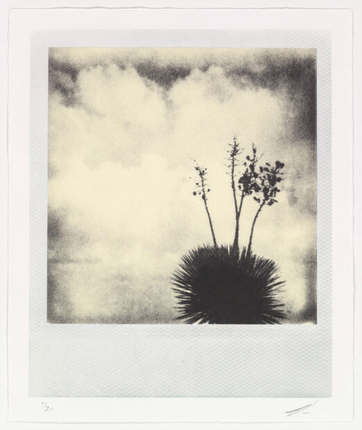 A lithographic print that looks like a polaroid photograph of a desert scene and a yucca plant.