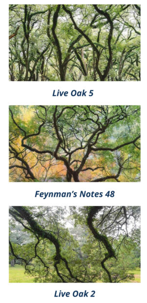 A grid of three photographs of Live Oak trees in Houston. Photos by David Reinfeld.