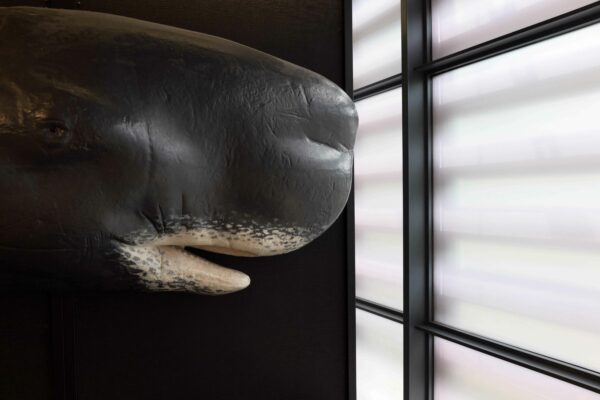 Photo of the snout of a stuffed whale
