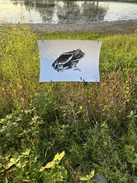 Photo of a print of a frog hanging on a wire in a field