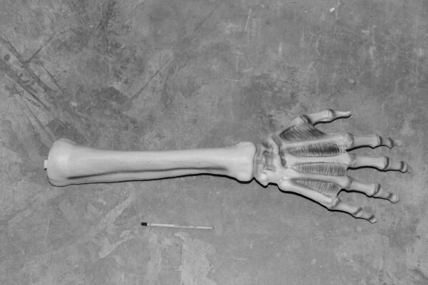 Picture of a plastic skeleton forearm and hand