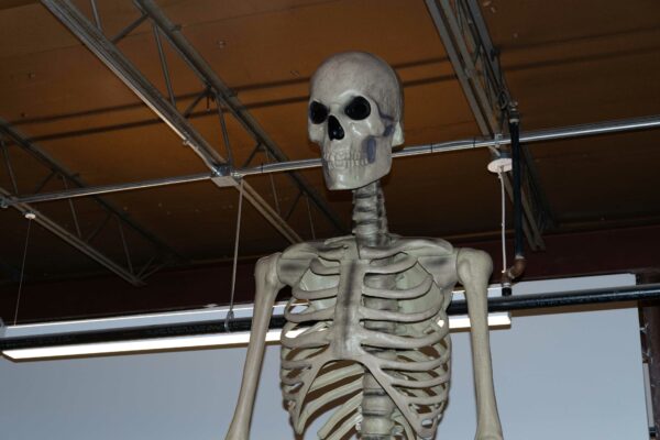 Photo of the torso of a plastic skeleton