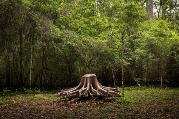 The stump of a tree sits in a woodsy clearing.
