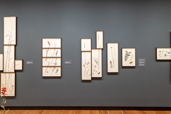 Installation image of drawings of flowers on a gray wall