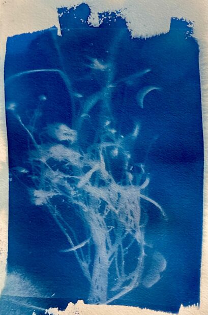 Cyanotype of flowers and branches
