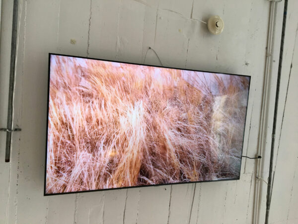 Image of video still of prairie grass