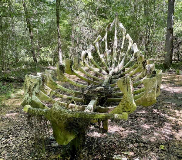 Image of the spine of a boat in a forest