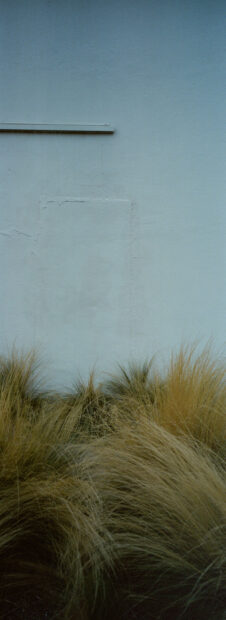 A photograph of a white wall with tall grass growing at its base.