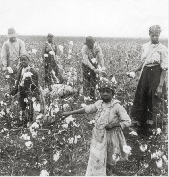 Black Sharecroppers in a cotton field