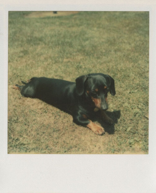 A photograph by Andy Warhol of a dog laying on grass.