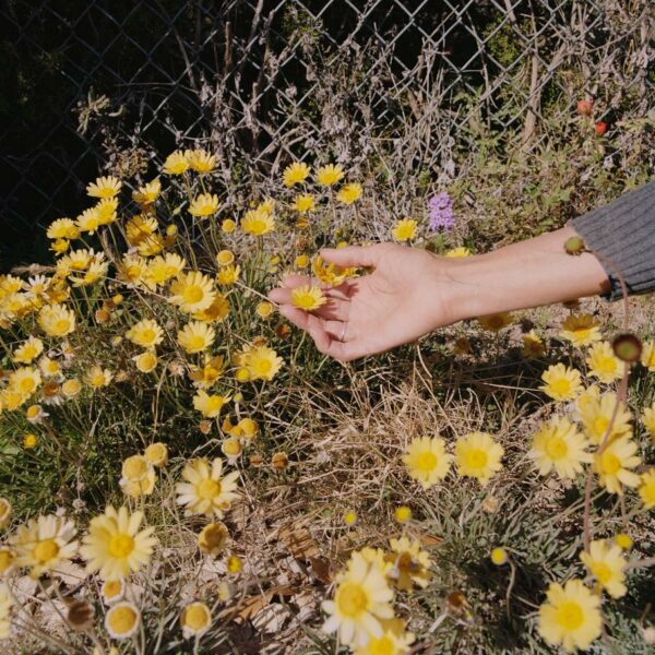 A photograph by Ariana Gomez of a hand touching wildflowers growing near a fence.