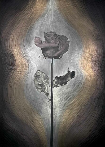 A metalpoint drawing of a rose on a black background.