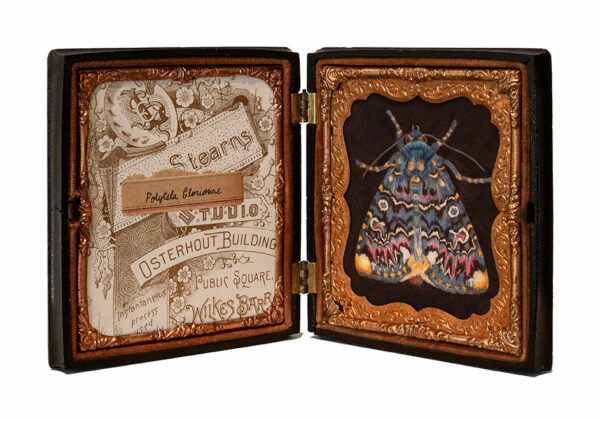 An open hinged box with elaborate text cards on the left and a colorful moth on the right. 