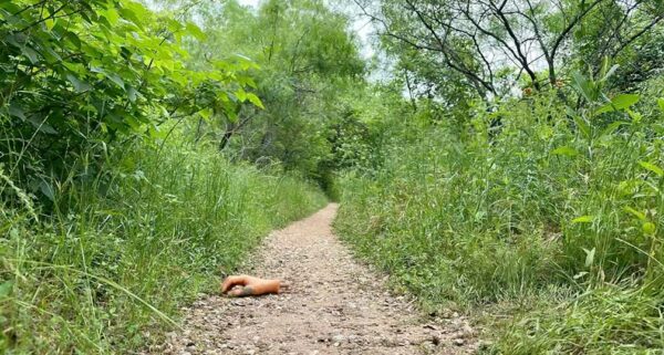 A path in the woods with a human hand on it.