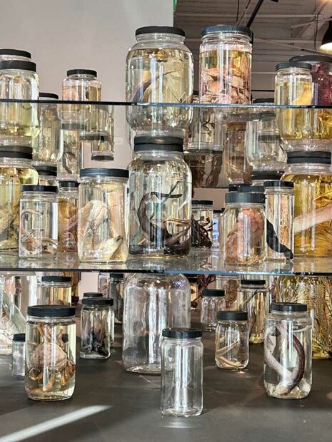 Jars of specimens from the Gulf of Mexico are displayed in stacks in a gallery.