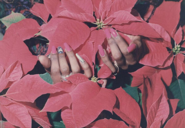 A photograph of hands with long manicured nails reaching out from underneath several poinsettia flowers. 