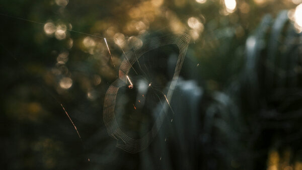 A spider web catches the sunlight.