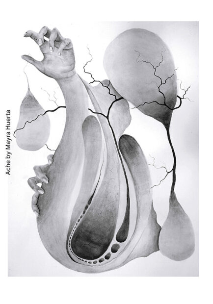 A black and white image of organs and bulbous shapes.